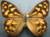 Heteronympha paradelpha - Adult